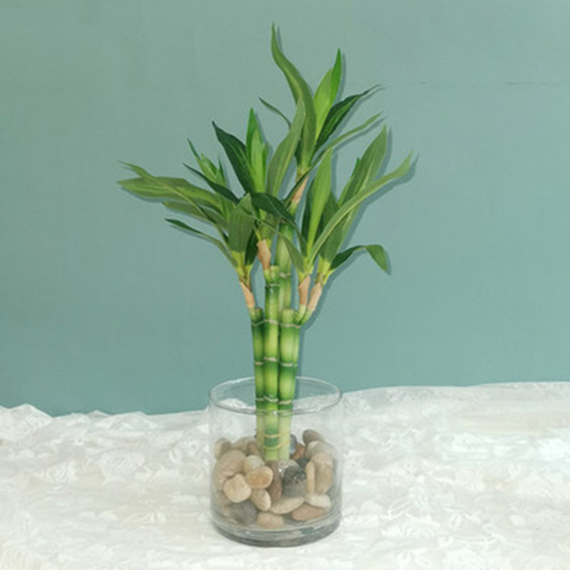 New 40cm rFtificial Lucky Bamb - Aquarium Marine Plants ulasan dan harga