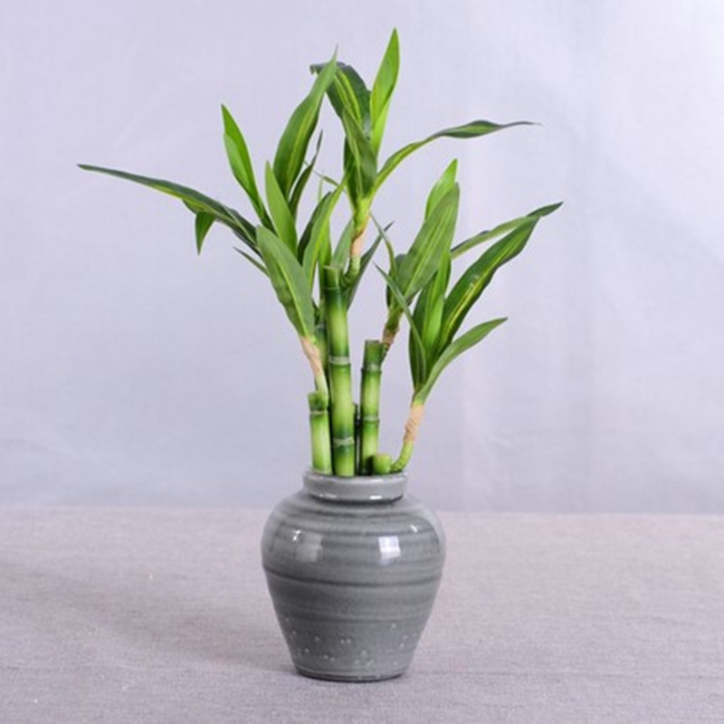 New 40cm rFtificial Lucky Bamb - Aquarium Marine Plants ulasan dan harga