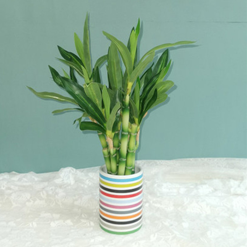New 40cm rFtificial Lucky Bamb - Aquarium Marine Plants ulasan dan harga